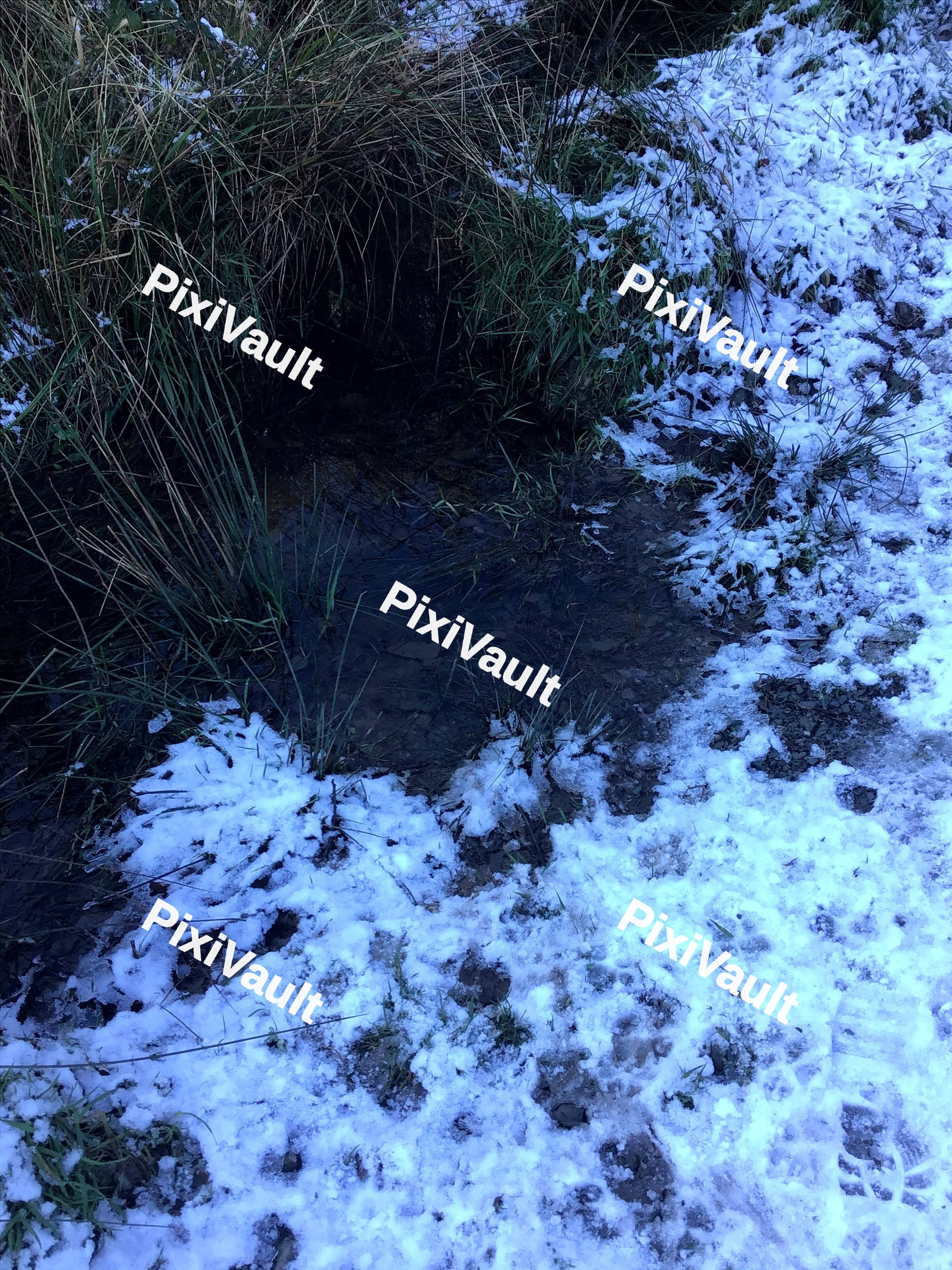 Snowy Pond
